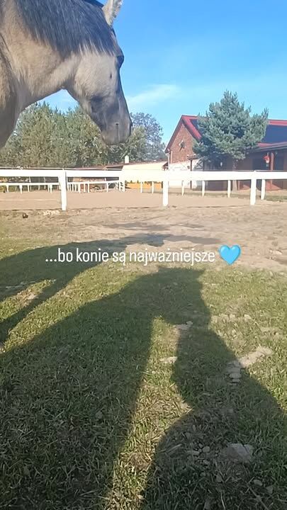 Cisza, słońce, konie... 🍁🌻🍄🍂☀️