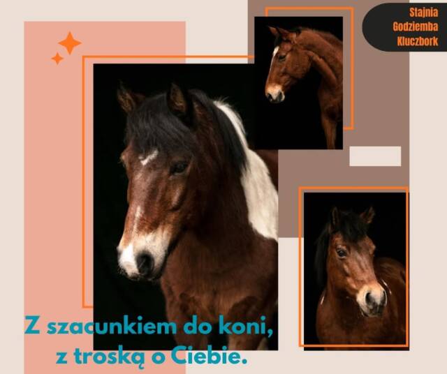 W Stajni Godziemba wiemy, że rodzice powierzają nam to, co najcenniejsze – swoje dzieci 💛
Dlatego na każdym etapie dbamy o bezpieczeństwo, komfort i rozwój naszych małych jeźdźców.
Od pierwszego kontaktu z koniem aż po samodzielne jazdy – dzieci uczą się z szacunkiem do zwierząt, zrozumieniem i radością.
Zaufanie budujemy codziennie – cierpliwie, konsekwentnie i z pasją.

www.stajnia-godziemba.com