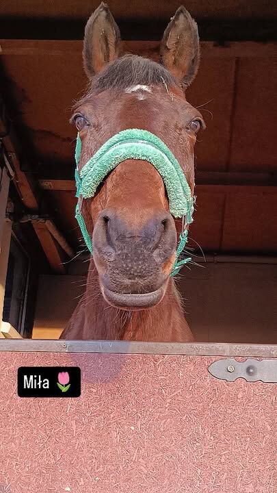 #kluczbork #jazdakonna #konie #wiedza #relaks